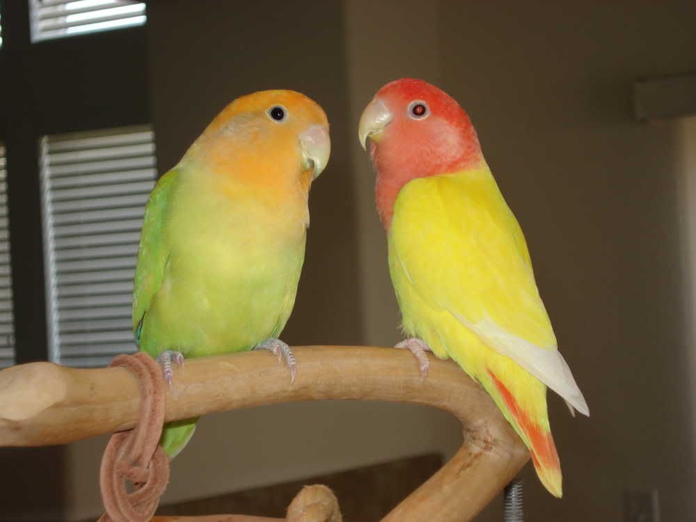 Egg Laying Female? Or Sick Lovebird? Avian Avenue Parrot Forum