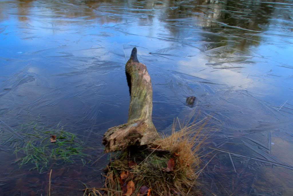 Tree in water with ice