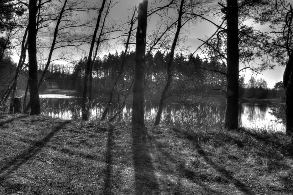 Trees, shadows and lake