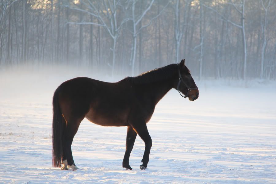 Horse in snow and haze