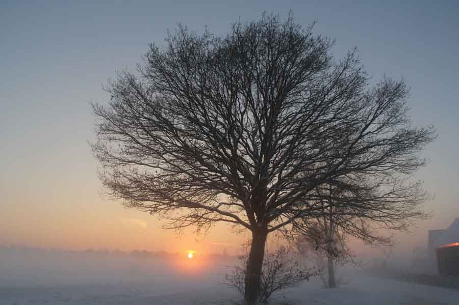 Tree, sunset and haze