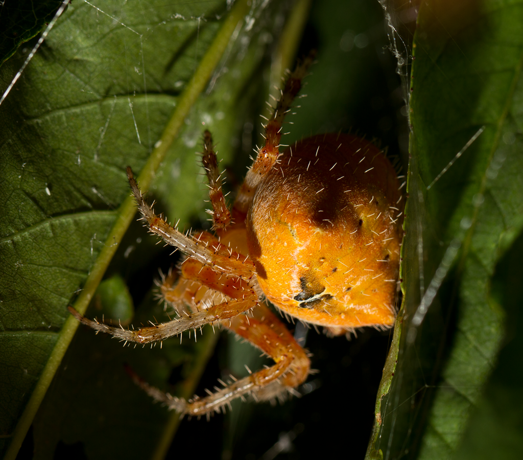 IMAGE: http://i1131.photobucket.com/albums/m544/johnnny42/2544.png