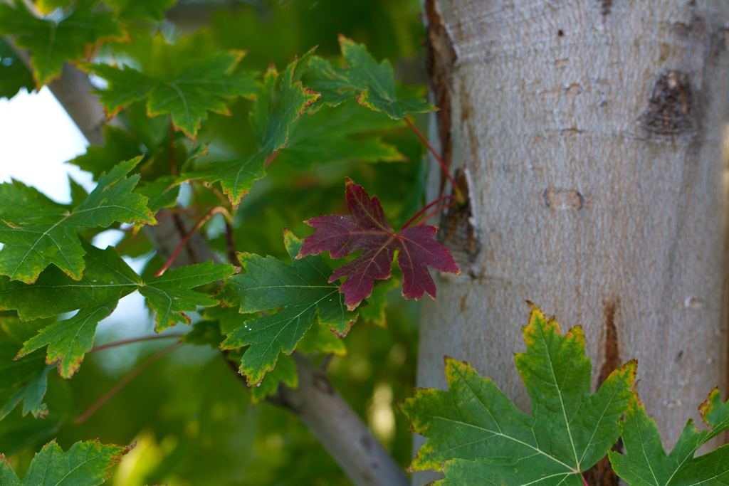 IMAGE: http://i1131.photobucket.com/albums/m544/johnnny42/IMG_2795.png