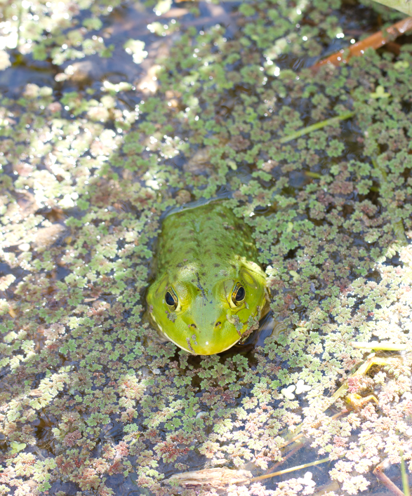 IMAGE: http://i1131.photobucket.com/albums/m544/johnnny42/IMG_3099.png