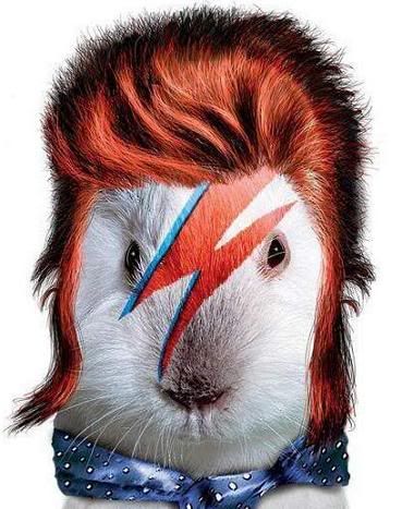 BowieHamster.jpg