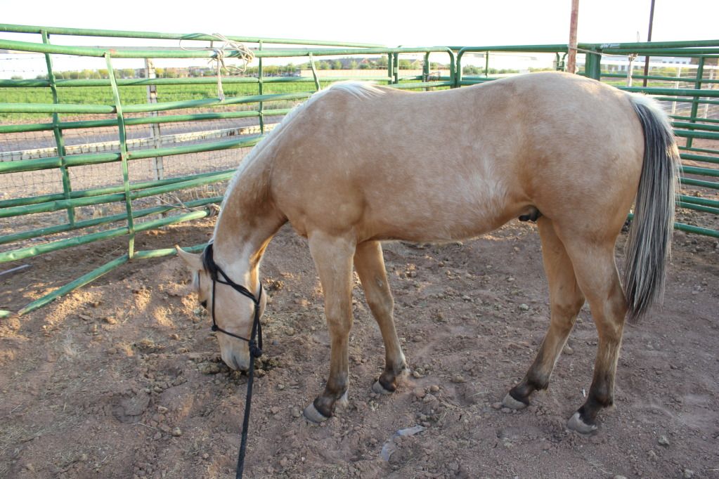  AWAY!! at the Horse Colors / Genetics forum - Horse Breeding Forums