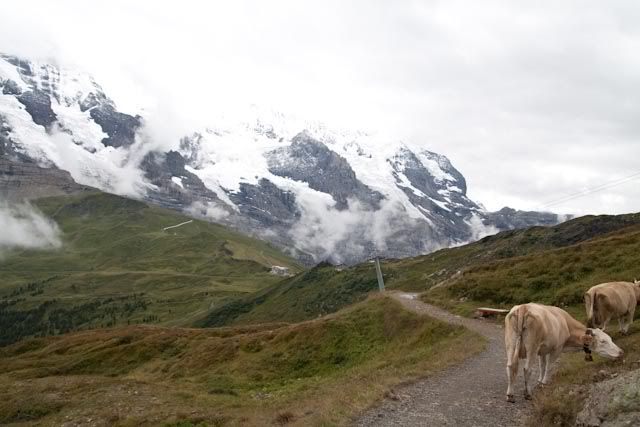 Suiza: Región del Jungfrau en el Oberland Bernes - Blogs de Suiza - Región del Jungfrau en el Oberland Bernes (20)
