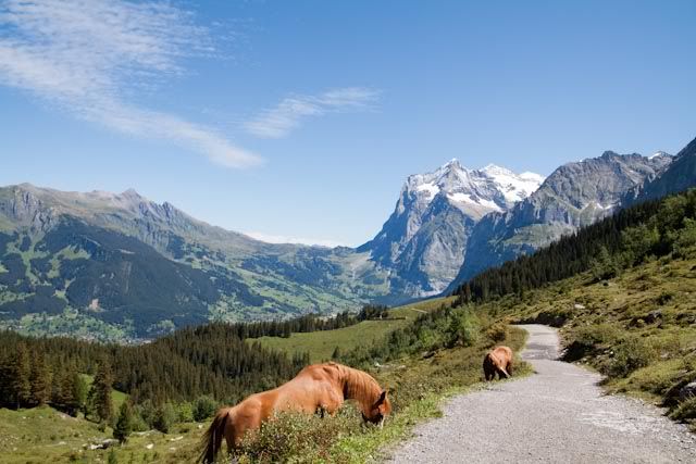 Suiza: Región del Jungfrau en el Oberland Bernes - Blogs de Suiza - Región del Jungfrau en el Oberland Bernes (30)