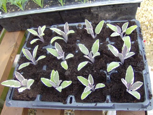 http://i1131.photobucket.com/albums/m551/lilylouise1/cuttings016.jpg