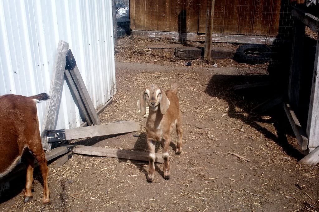 Finally!  PICTURES! - Goats