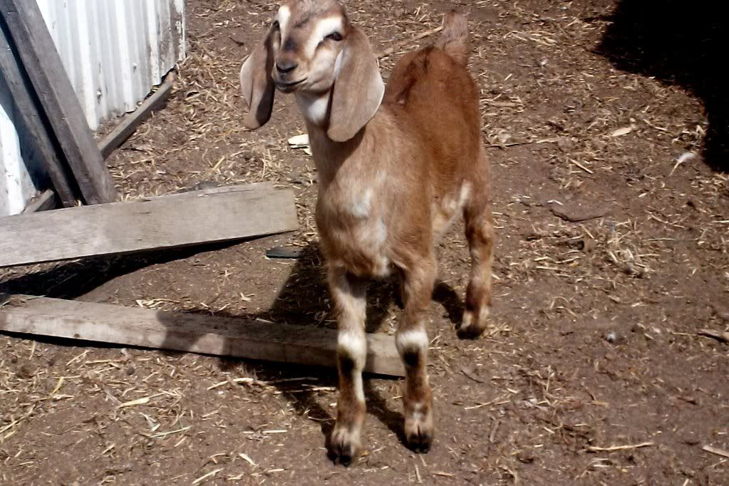 Finally!  PICTURES! - Goats
