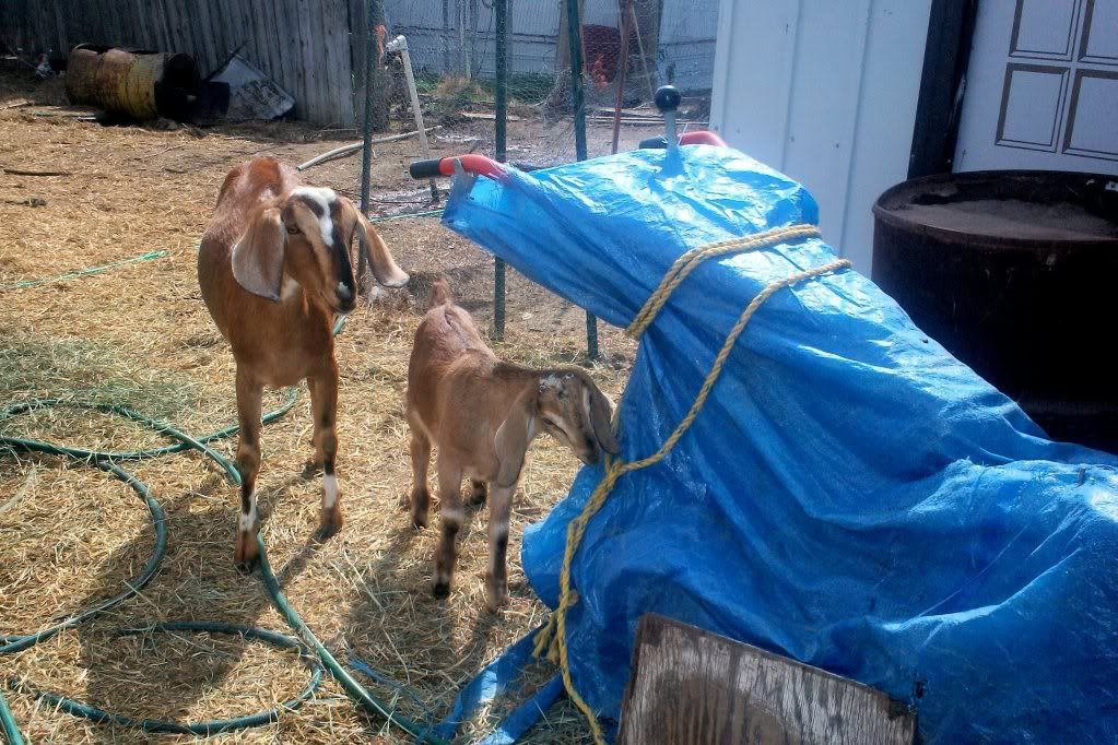 Finally!  PICTURES! - Goats