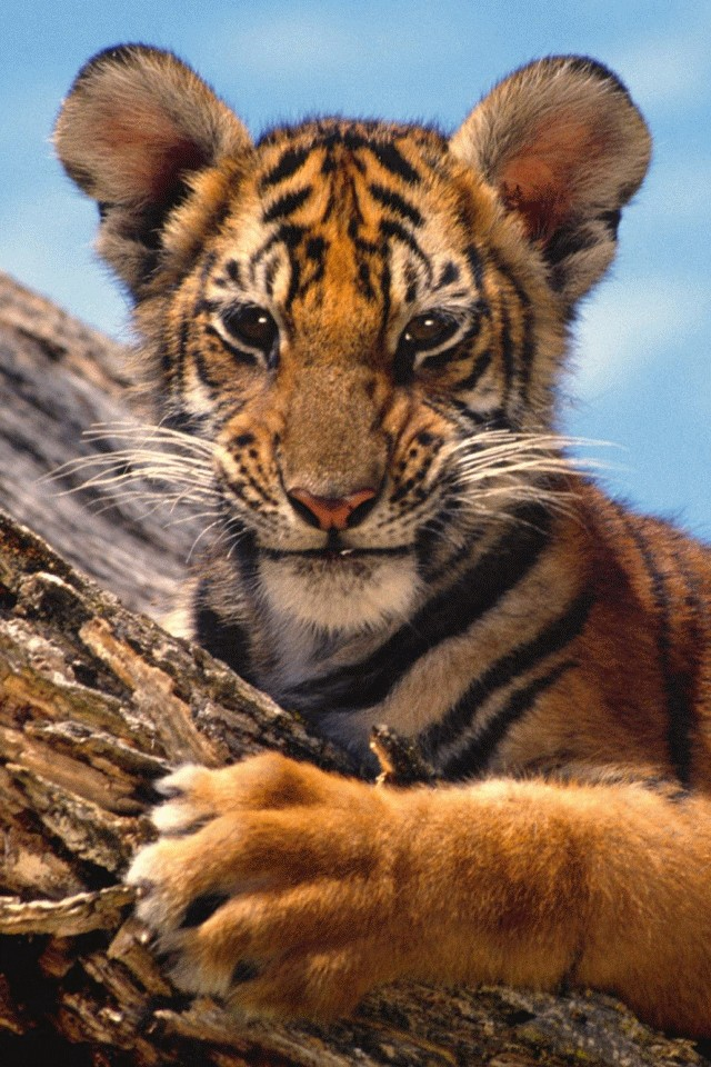 wallpaper tiger cub. Tiger cub iPhone 4 Wallpaper