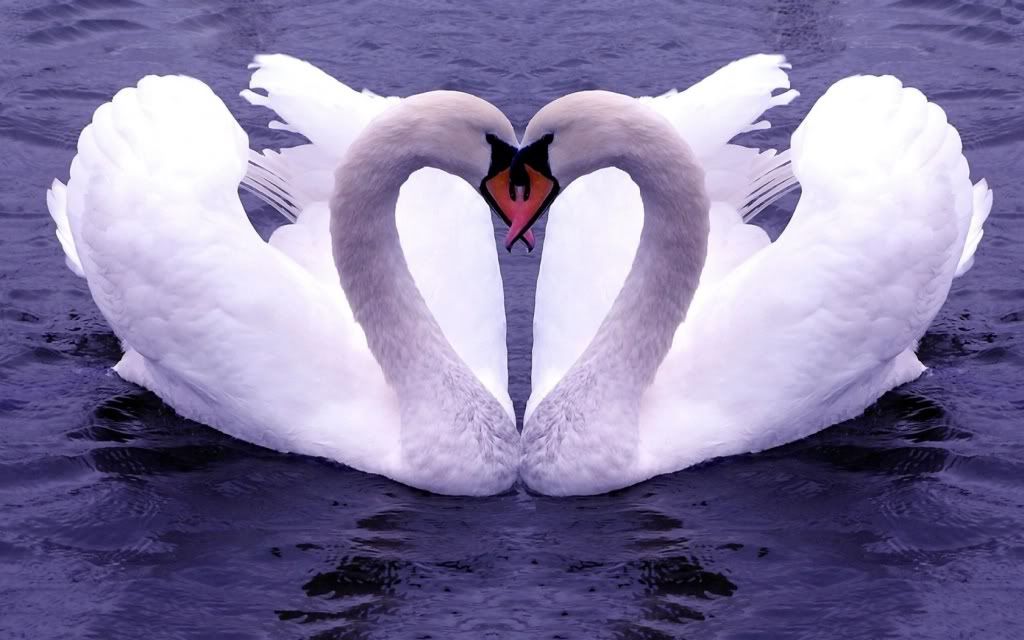 swan_wallpaper_f052011-1680x1050.jpg