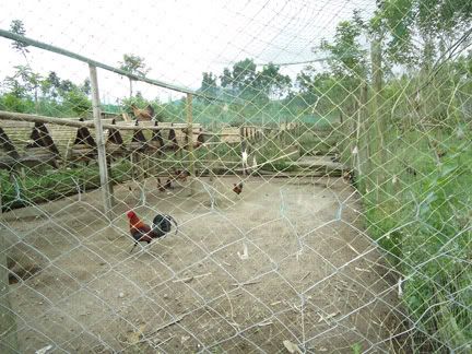 breeding pens breeding pens