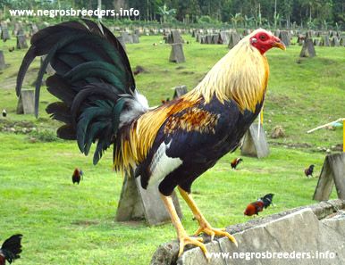 A Ruble Grey over butcher Roundhead A Ruble Grey over butcher Roundhead