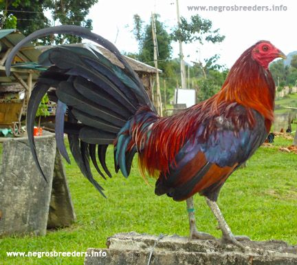 Pure Tapi game fowl Pure Tapi game fowl