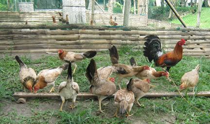 breeding pen breeding pen