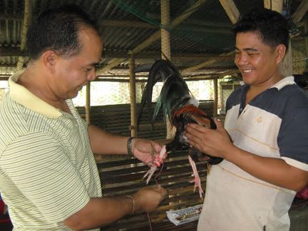 gaffer gaffing a fighting cock