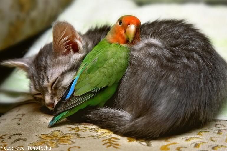 cat-and-parrot.jpg