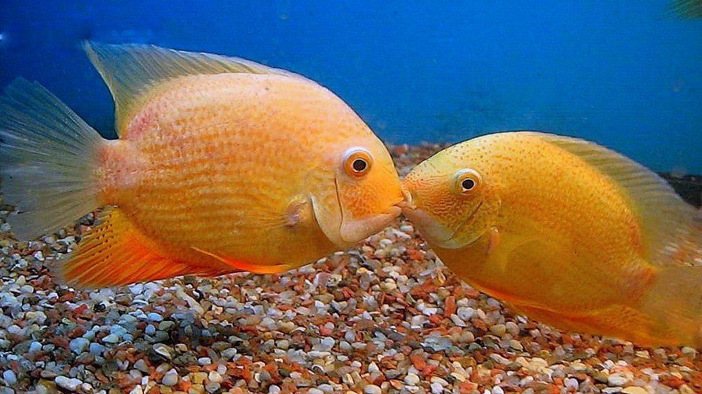 Gold Severums Lip Locking Cichlid Fish Forum