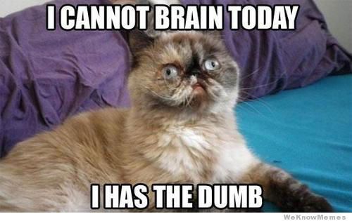 i-cannot-brain-today-i-has-the-dumb-cat_zpsdcbb06a9.jpg